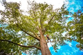 Best Firewood Processing and Delivery  in River Road, WA