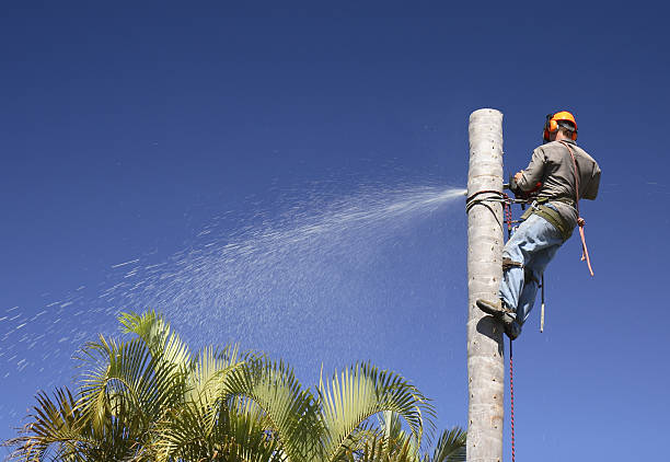 Best Utility Line Clearance  in River Road, WA