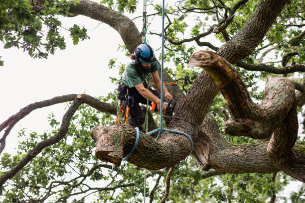 Best Tree Preservation Services  in River Road, WA