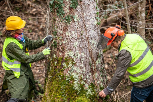 How Our Tree Care Process Works  in  River Road, WA