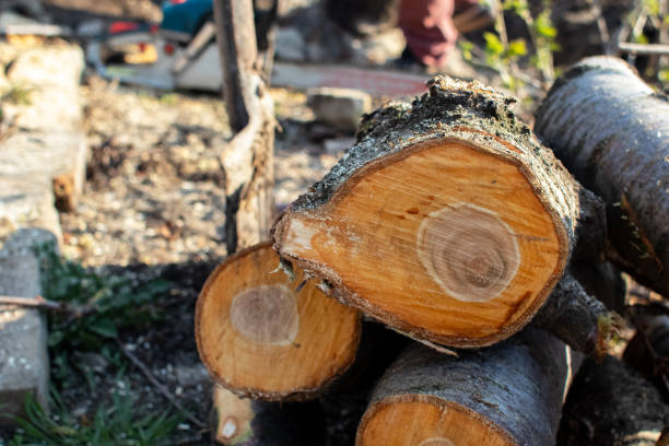 Reliable River Road, WA Tree Care Solutions
