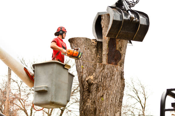 Best Commercial Tree Services  in River Road, WA